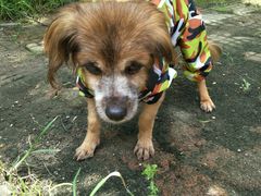 -彩虹桥宠物火化殡葬善终服务(金乐大厦店)