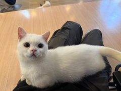 -喵小馆·猫咖狗咖猪咖·饮品店