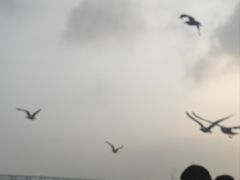 -星海湾跨海大桥