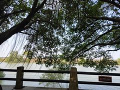 -大湾区中央湿地公园