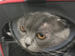 -伟伟宠物医院·CT影像中心·瑞派犬猫综合性门诊(汉口总院)
