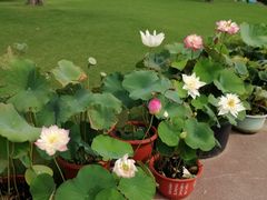 -南通洲际绿博园