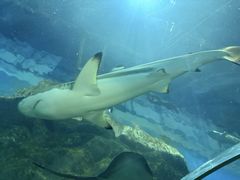 -芜湖新华联大白鲸海洋公园