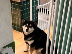 -是阿柴呀！柴犬咖啡·爱喵喵猫咖