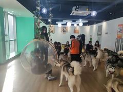-Husky Go! 哈士奇体验馆·宠物咖啡厅狗咖