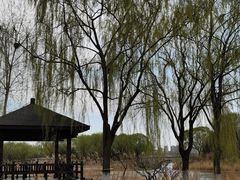 -大兴滨河森林公园