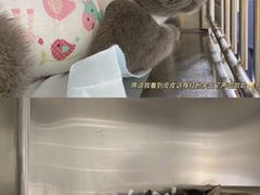 -半岛宠物医院24小时(科华中路店)