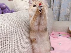 -猫大福·Fortune Cat猫舍(百子湾店)