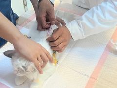 -瑞派蒂凯宠物医院·免疫点·宠保定点