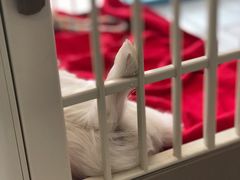 -翊宠yipet猫狗购宠庄园犬舍•猫舍