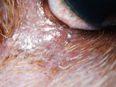 -爱侣宠医·鹦鹉专科·小型哺乳类·异宠专科(灵石路店)