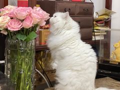 -车接车送·寄养洗护·德文猫舍(大宁店)