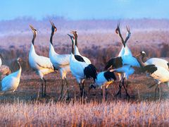 -盐城丹顶鹤湿地生态旅游区