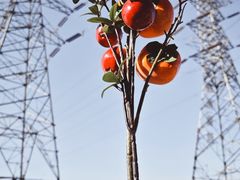 -中环花鸟鱼虫市场