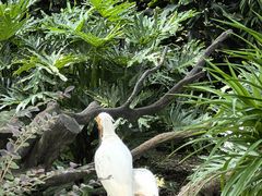 -广州长隆飞鸟乐园