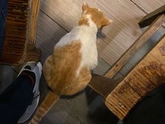 -百利鸽王(紫薇路店)