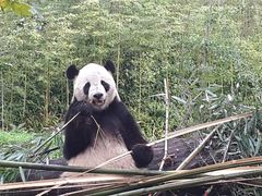 -都江堰中华大熊猫苑