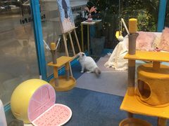 -BABIT巴比特宠物(MOMOPARK店)