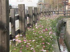 -田园东方蜜桃村的田野营地