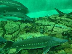 -太平洋海底世界