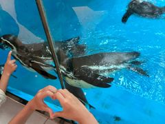 -帝企鹅自助餐厅•儿童岛•真企鹅(长隆企鹅酒店)