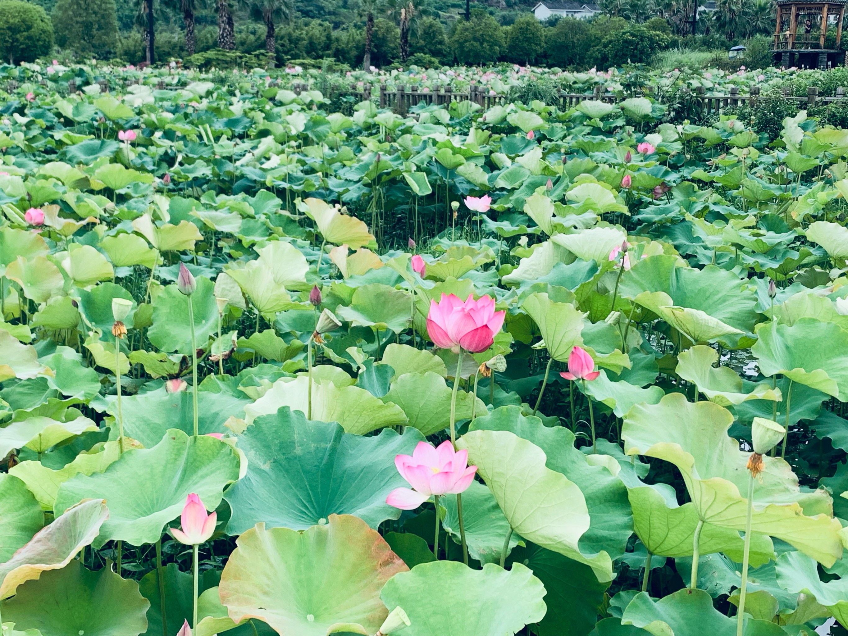 花溪湿地公园十里河滩图片