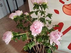 -洛阳宴·洛阳菜(南昌路店)