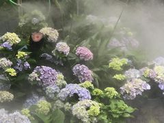 -上海滨江森林公园