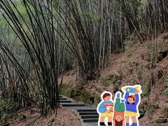 -铁山坪森林公园