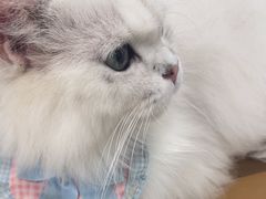-共舞时光猫咖·狗咖(新街口店)
