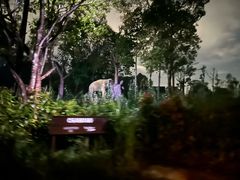 -夜间野生动物园