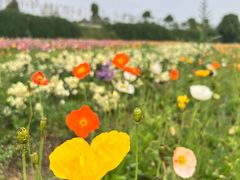 -紫颐香薰山谷景区