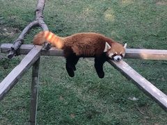 -西霞口神雕山野生动物世界