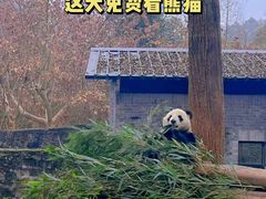 -都江堰中华大熊猫苑