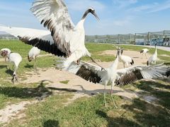 -盐城丹顶鹤湿地生态旅游区