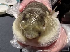 -肆月河豚·淮扬菜·湘菜(华天店)