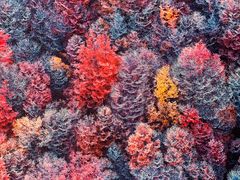 -罗红摄影艺术馆