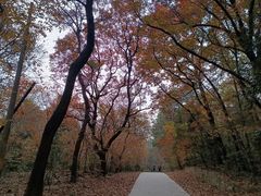 -紫金山山顶公园