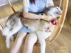 -Husky Go! 哈士奇体验馆·宠物咖啡厅狗咖