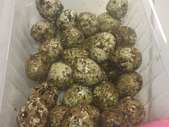 卤香鹌鹑蛋-张鸭子重庆特产卤味小吃(未来国际店)