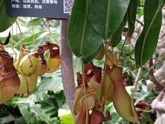 -北京植物园-展览温室