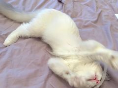 -老吴的猫·猫舍(新区店)