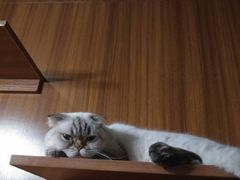 -喵园·猫主题咖啡厅·撸猫·猫咖(国贸店)