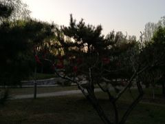 -望湖公园