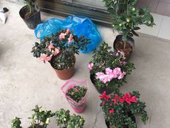 -双季花艺园艺市场(浦东店)