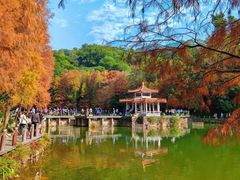 -深圳仙湖植物园