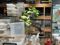 -酷以爬仙阁实体爬宠店·守宫·蜥蜴·专业繁育