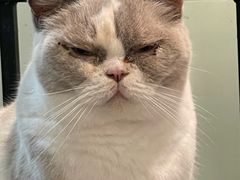 -猫房·猫吧·猫咖(龙湖时代汇店)