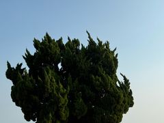 -小麦岛公园