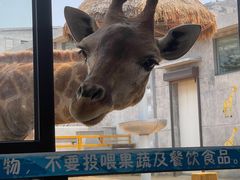 -西霞口神雕山野生动物世界